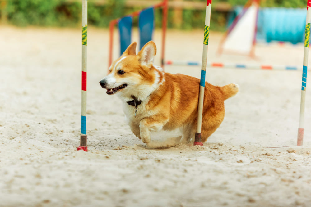 Os benefícios de uma creche legal de cachorro por que é bom deixar o