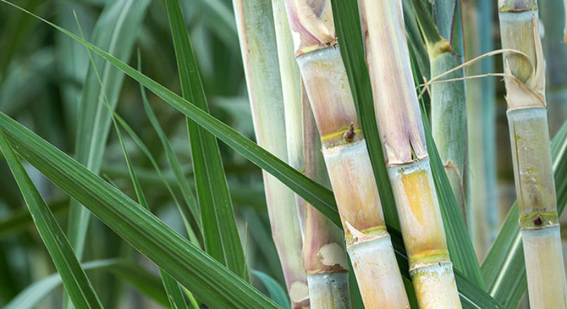 Produtos derivados da Cana-de-Açúcar
