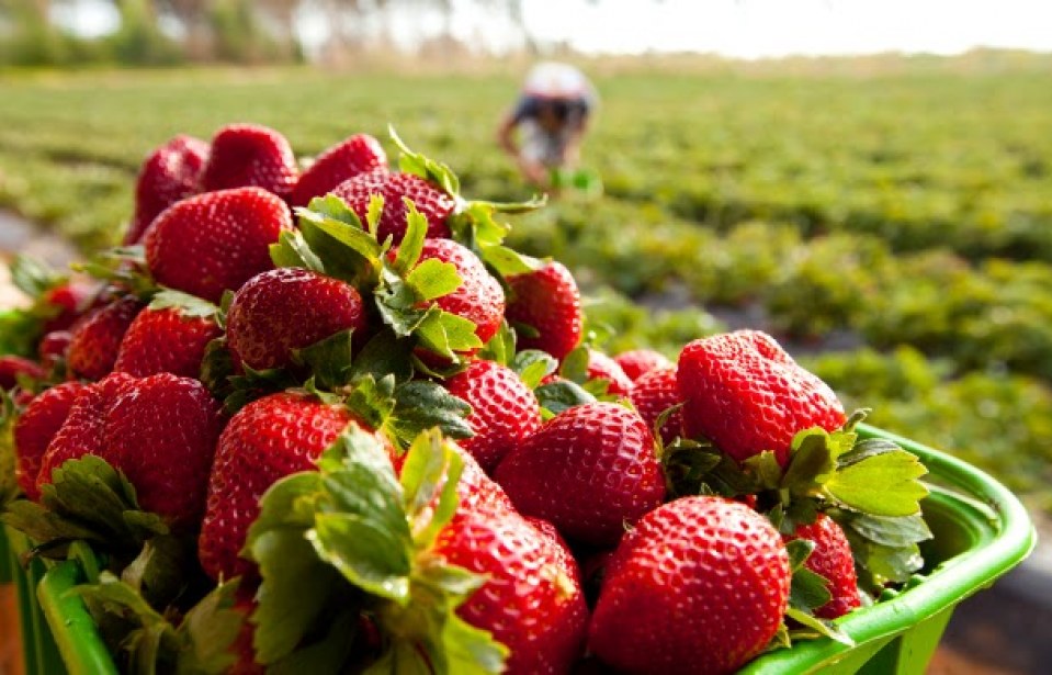 Cultivo de morangos como oportunidade de negócio - Sebrae Respostas