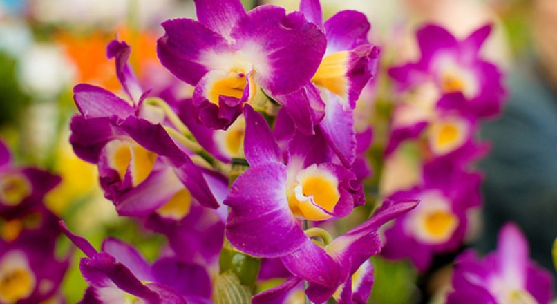 Boas práticas qualificam a estruturação do cultivo de flores