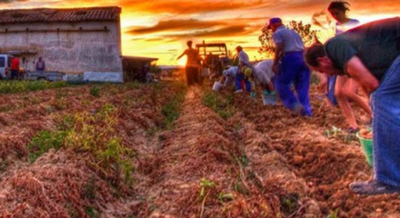 A importância da agricultura familiar