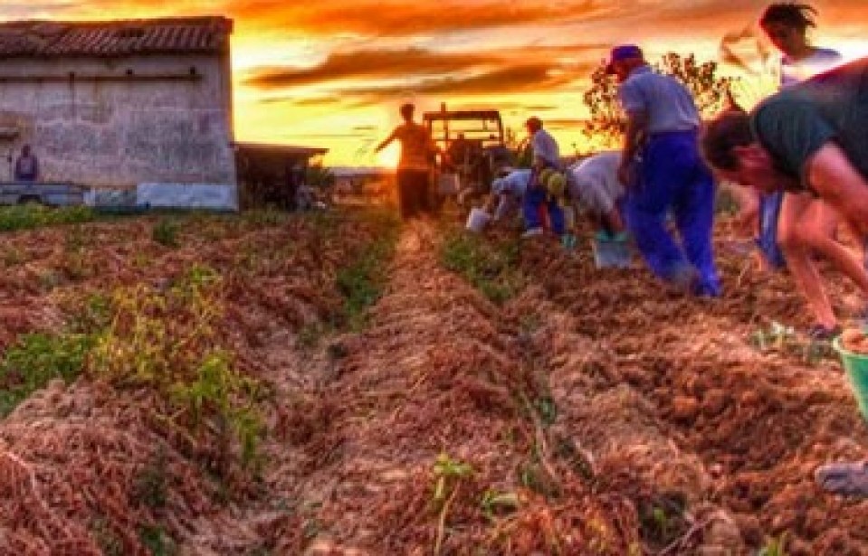 A importância da agricultura familiar