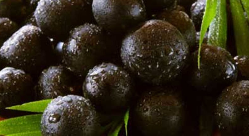 AÇAÍ – Fonte de nutrientes e oportunidades