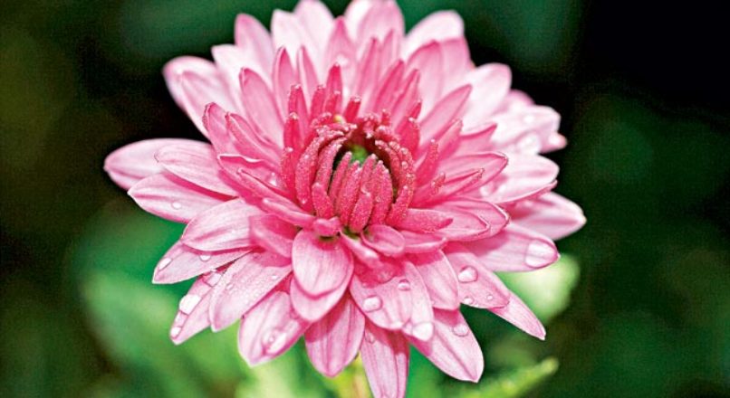 Características do Cultivo de Crisântemos