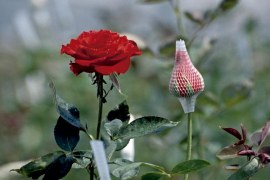 Floricultura – Produção de Flores de Corte Temperadas