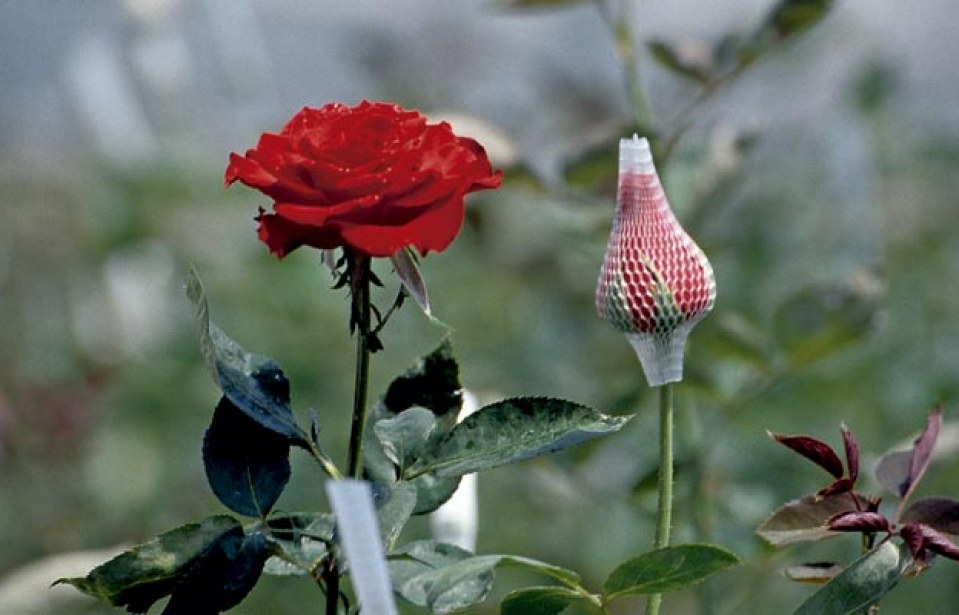 Floricultura – Produção de Flores de Corte Temperadas