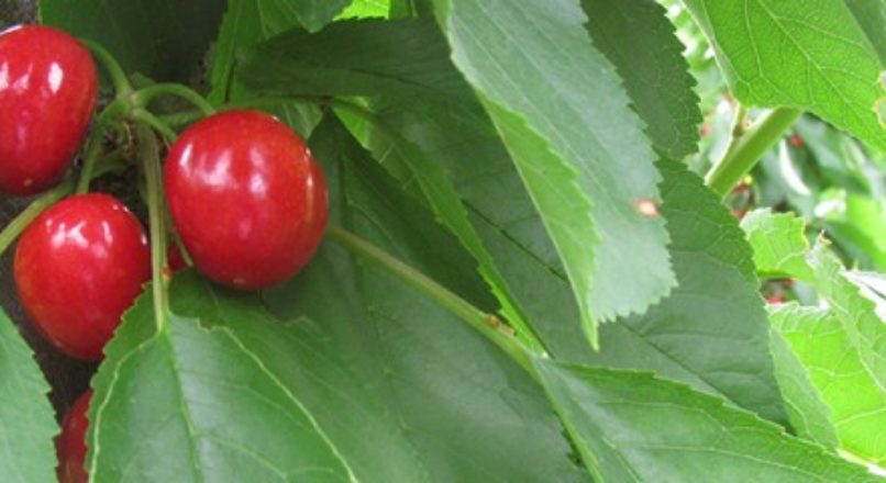 Fruticultura oferece uma gama de novas oportunidades