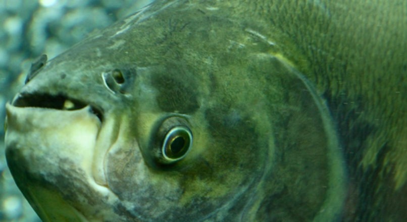 Espécies de pescado mais cultivadas em água doce