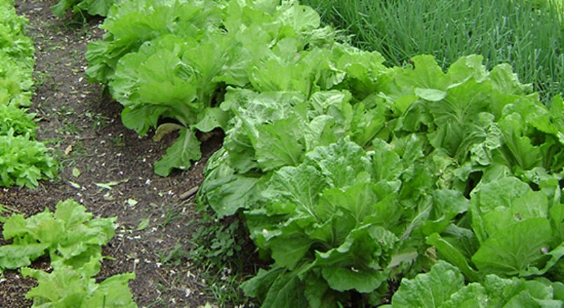 Fatores que influenciam as atividades da horticultura