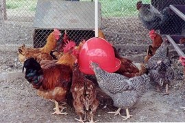 O mercado e a produção de galinha caipira no Brasil
