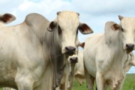 Brasil poderá se tornar o maior produtor mundial de carne bovina