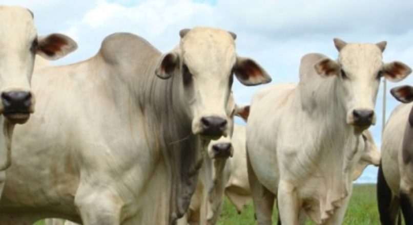 Brasil poderá se tornar o maior produtor mundial de carne bovina