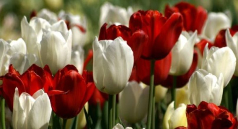Floricultura virtual: aposte nesta ideia