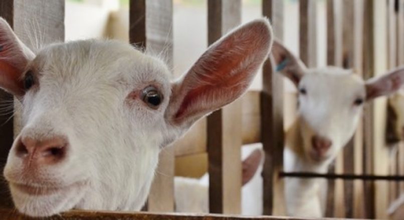 Boas oportunidades para a caprinocultura