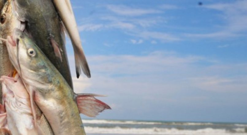 Benefícios do pescado para a saúde – oportunidade de negócio!