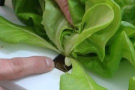 Técnica promove qualidade aos alimentos e alternativa para produtores