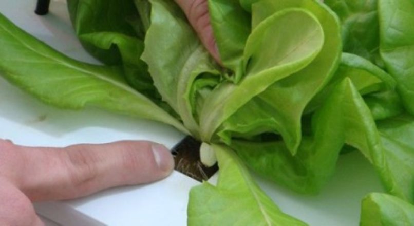 Técnica promove qualidade aos alimentos e alternativa para produtores