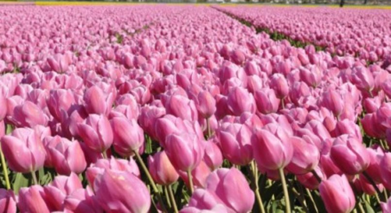O mercado internacional das flores