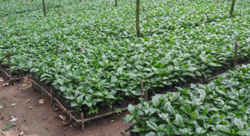 Sistema agroflorestral agrega valor ao café