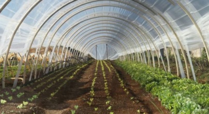 Oportunidades da horta orgânica em estufa
