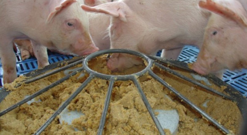 Suinocultura: soluções para ampliar o negócio