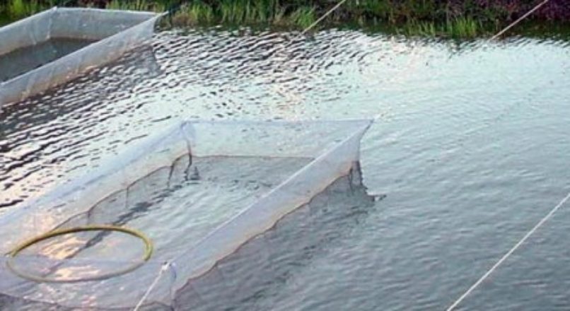 Produtor de peixes, monte sua estratégia de mercado