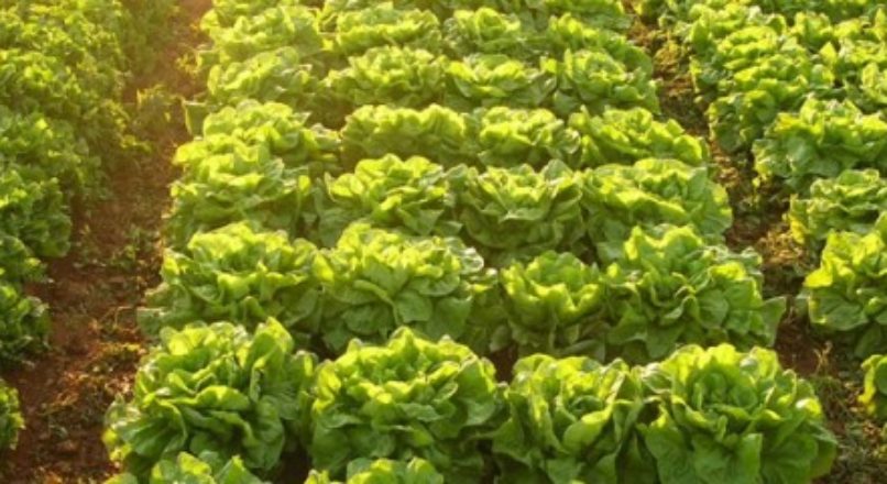 Inovação aumenta a produtividade no agronegócio