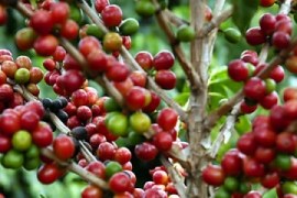 Universidade desenvolve técnica que melhora produção de café