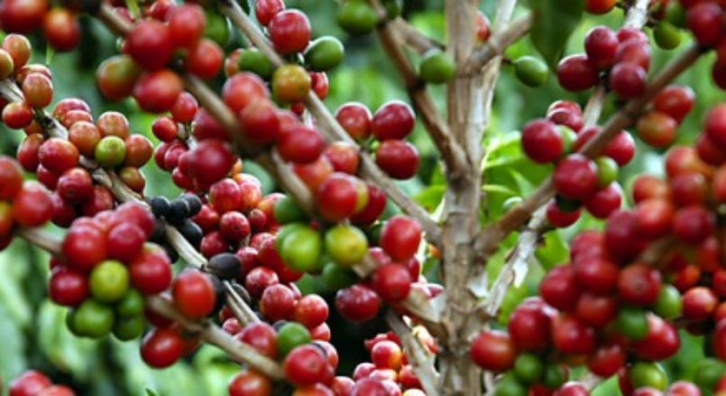 Universidade desenvolve técnica que melhora produção de café