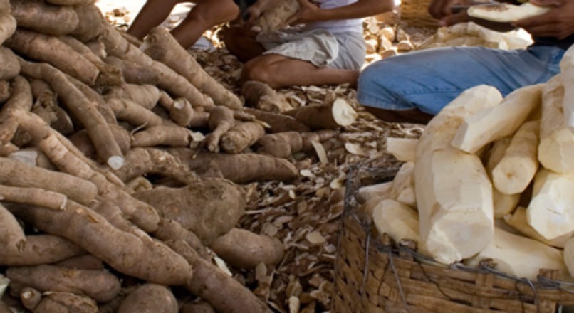 Cooperativas e associações fortalecem produção de mandioca
