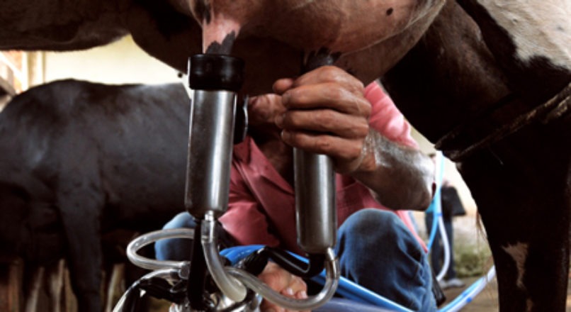 Dicas para o manejo da ordenha