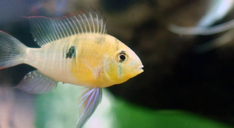 Feira Nacional de Peixes de Água Doce será em outubro