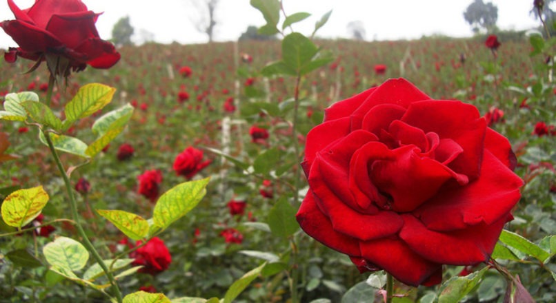 Características do Cultivo de Rosas