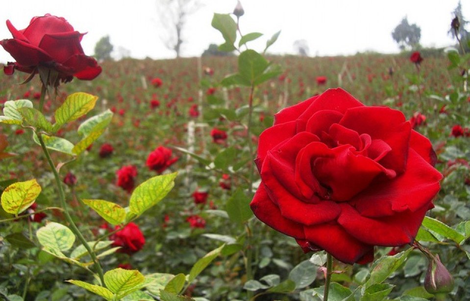 Características do Cultivo de Rosas