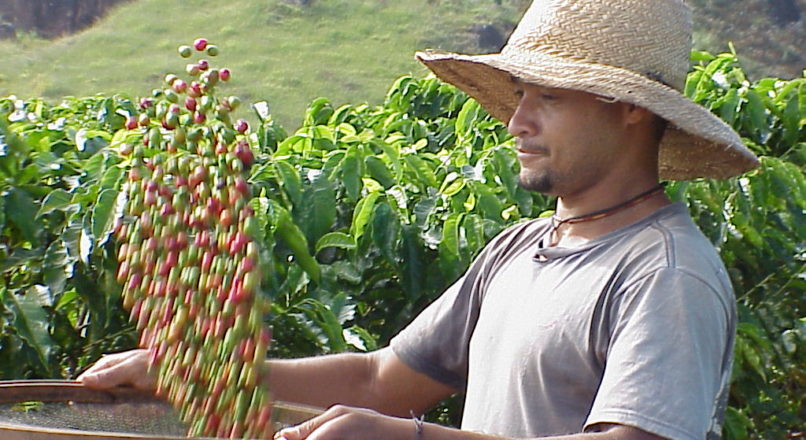 Cafés gourmet e orgânico: perfil dos produtores