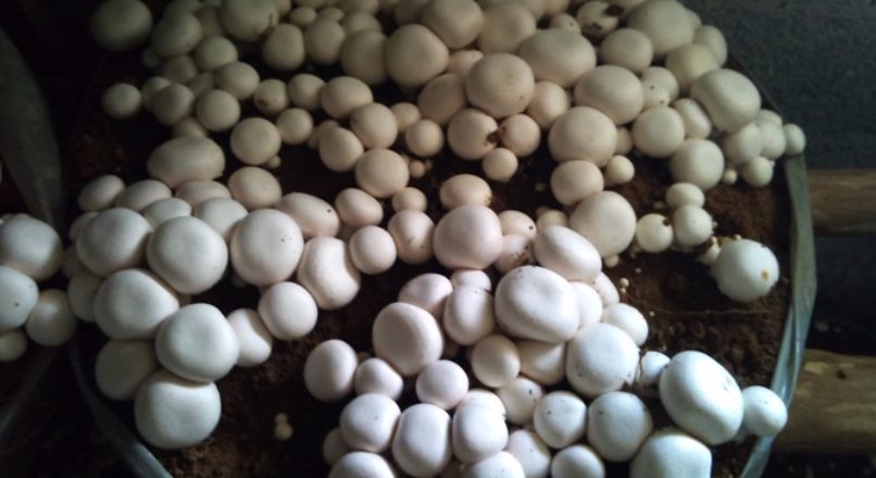 Cogumelo in natura: oportunidades para pequenas produções