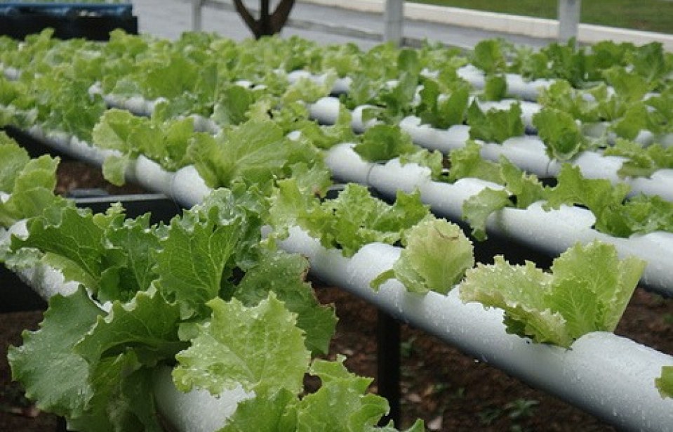 Avanços na produção de hortaliças hidropônicas.