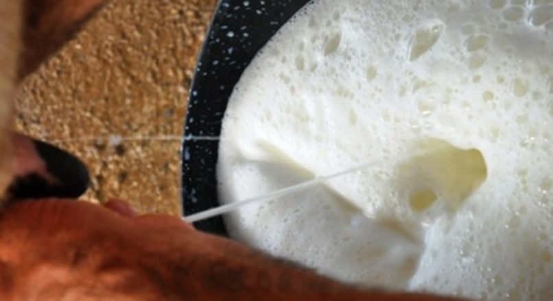 Estratégias de Comercialização para Produtos Derivados de Leite