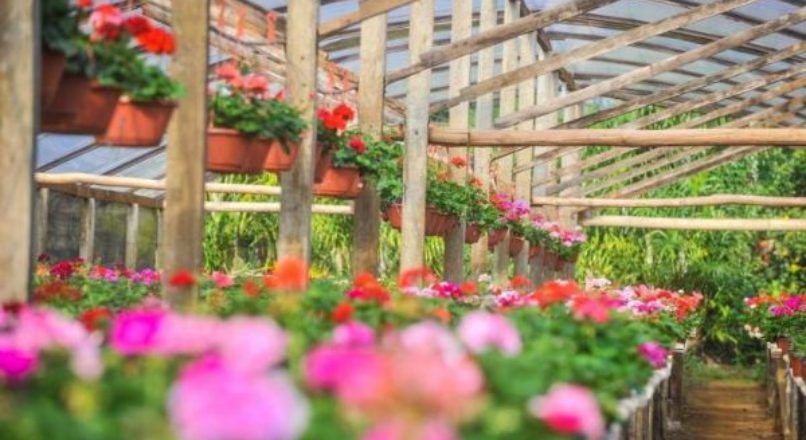 Estrutura para o cultivo de flores