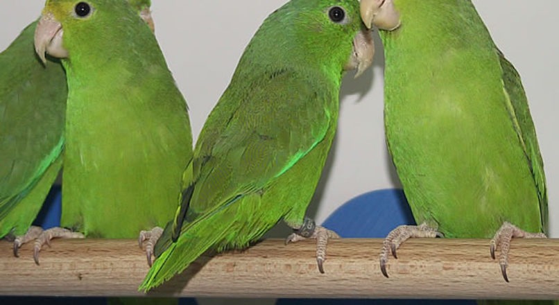 Criação de aves ornamentais como oportunidade de negócios