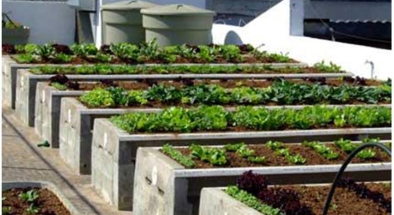 Nicho de mercado da agricultura amplia oportunidades em áreas urbanas