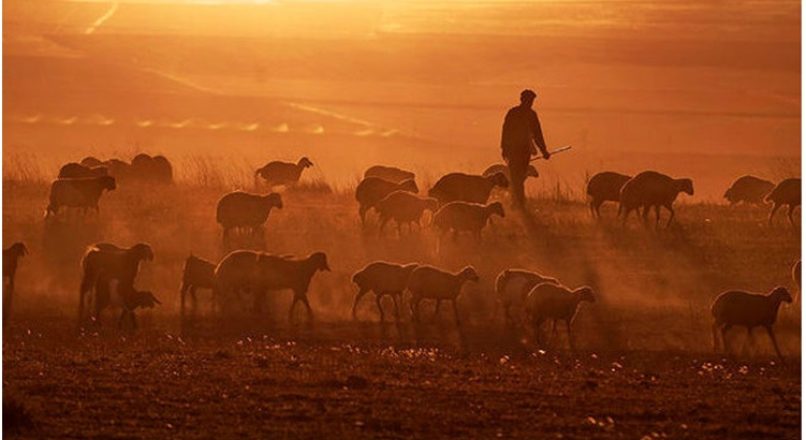 Razões para investir em ovinocultura