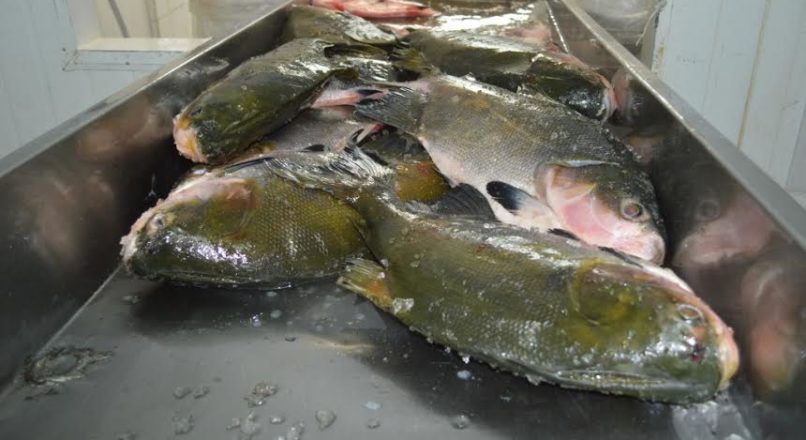 Rondônia busca aumentar mercado e consumo interno do tambaqui