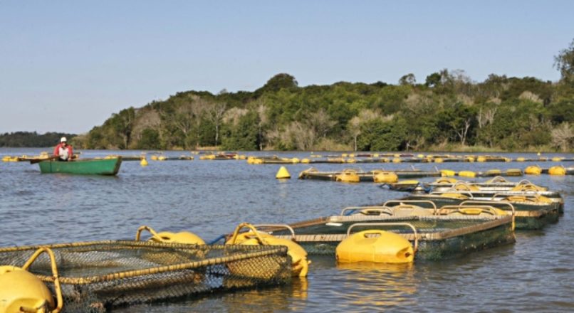 Paraná quer dobrar produção de carne de peixe