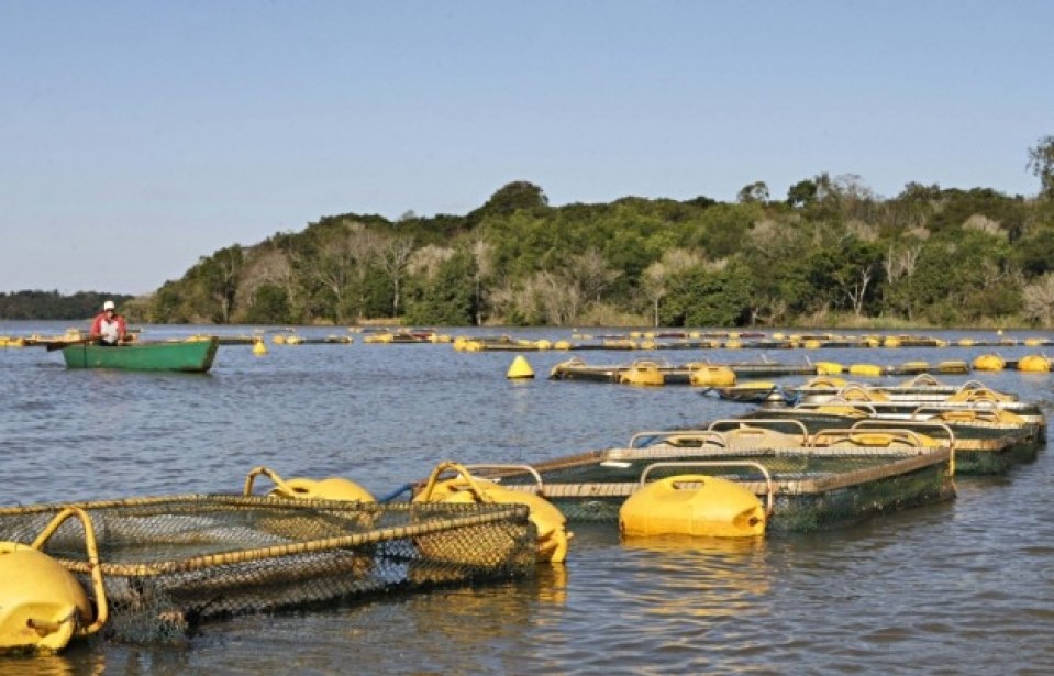 Paraná quer dobrar produção de carne de peixe