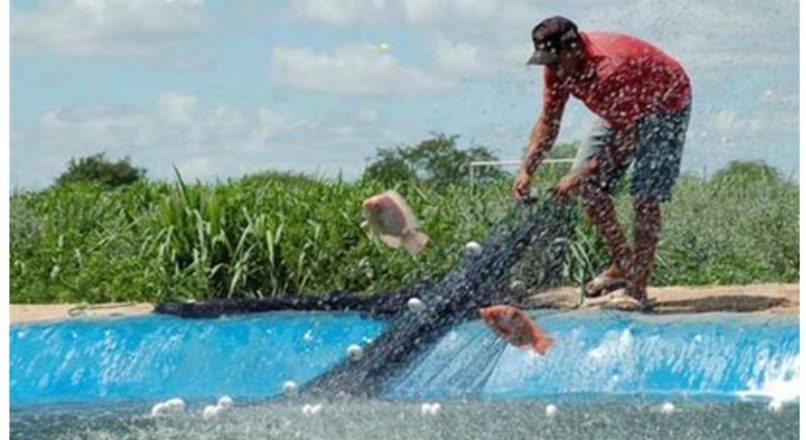 Pesca e Aquicultura – Visão de bons negócios