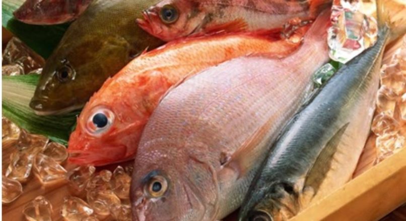 Estudos revelam fotografia da pesca e aquicultura no país