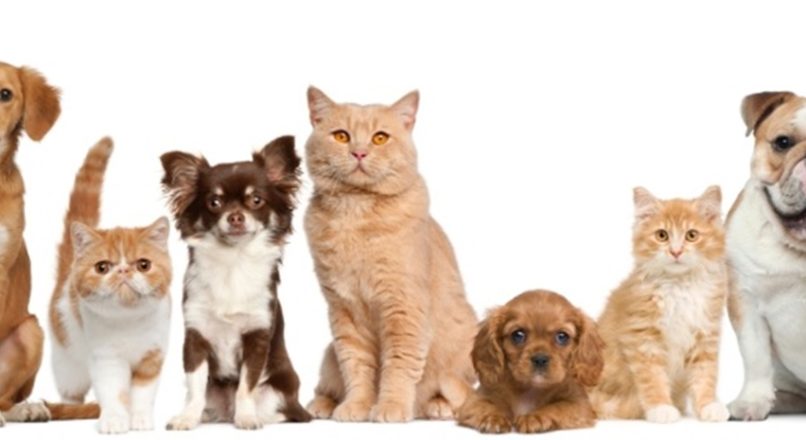 Animais de estimação