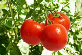 Horticultura – Tomates mais resistentes