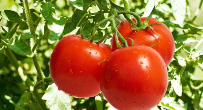 Horticultura – Tomates mais resistentes